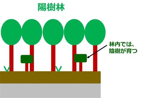 陽樹林 陰樹林|【高校生物基礎】「遷移：一次遷移・乾性遷移 陽樹。